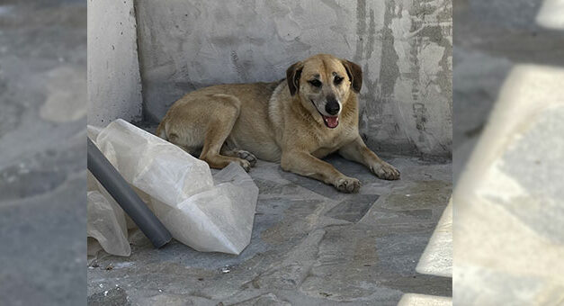 TWO NEGATIVE EPISODES AGAINST STRAY DOGS IN GREECE