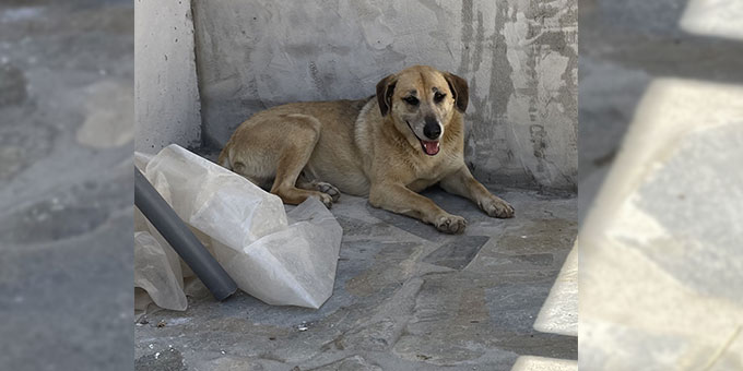 TWO NEGATIVE EPISODES AGAINST STRAY DOGS IN GREECE