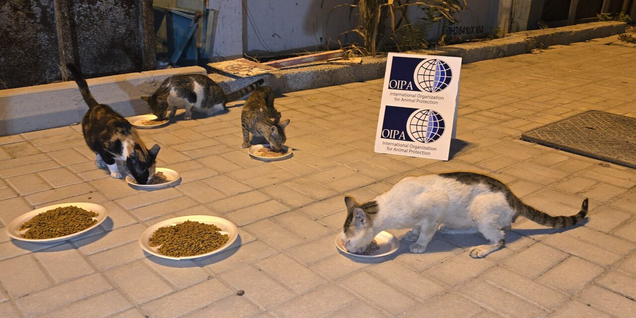 OIPA CELEBRATE THE INTERNATIONAL CAT DAY WITH STARVING STRAYS IN DUBAI