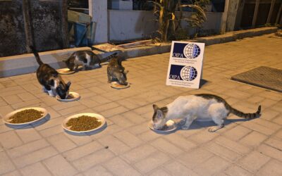 OIPA CELEBRATE THE INTERNATIONAL CAT DAY WITH STARVING STRAYS IN DUBAI