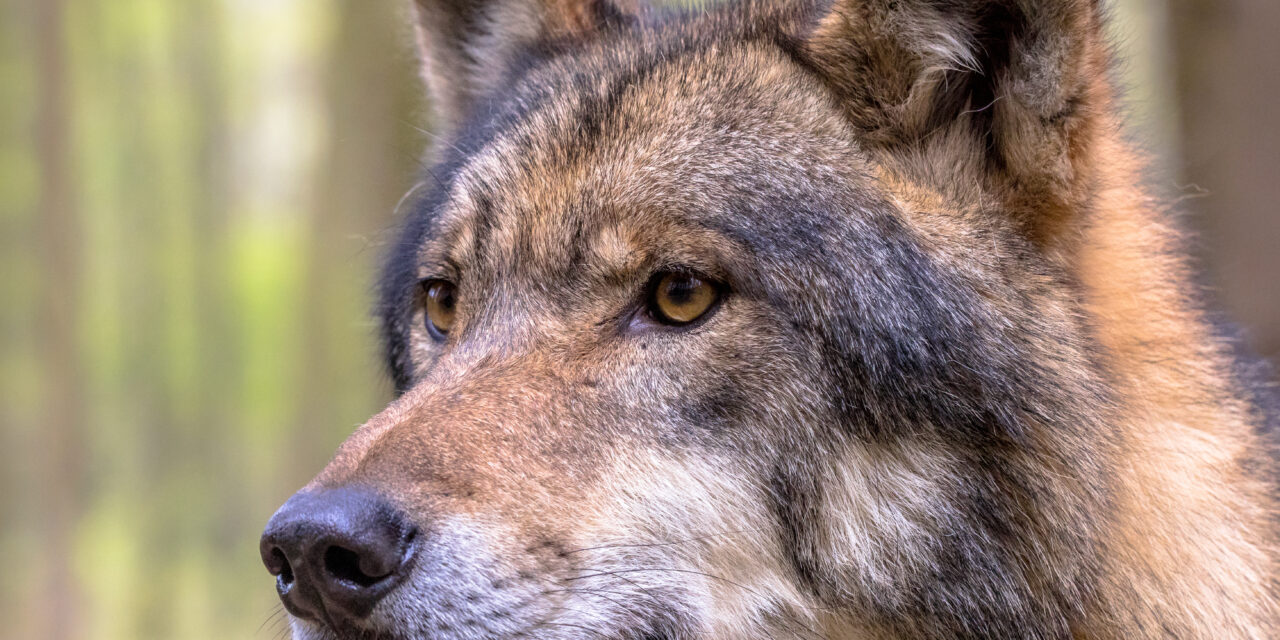 MORE THAN 300 CIVIL SOCIETY GROUPS WRITE A JOINT STATEMENT URGING EU TO STRENGTHEN WOLF PROTECTION