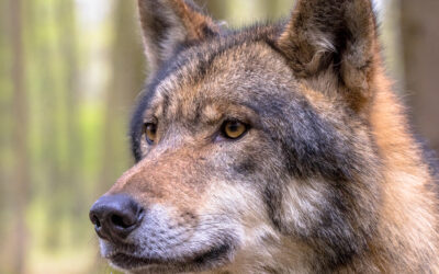 MORE THAN 300 CIVIL SOCIETY GROUPS WRITE A JOINT STATEMENT URGING EU TO STRENGTHEN WOLF PROTECTION