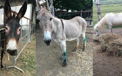 OIPA VOLUNTEERS IN RAVENNA ARE HELPING SIX EQUIDS RESCUED FROM NEGLECT. LET’S HELP THEM REBIRTH WITH AN ACT OF KINDNESS