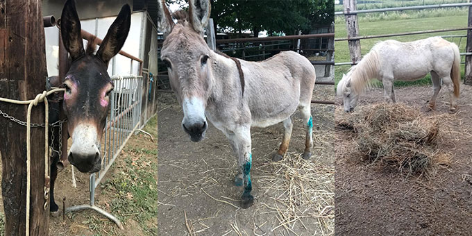 OIPA VOLUNTEERS IN RAVENNA ARE HELPING SIX EQUIDS RESCUED FROM NEGLECT. LET’S HELP THEM REBIRTH WITH AN ACT OF KINDNESS