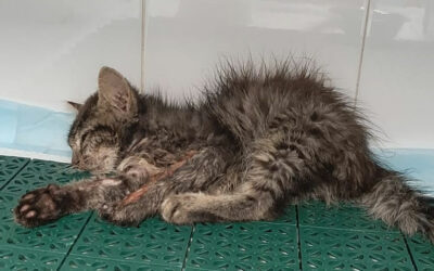 OIPA VOLUNTEERS SAVE LITTLE VINCENT, A KITTEN FOUND NEAR DEATH ON THE SIDE OF A ROAD. LET’S NOT LEAVE HIM ALONE