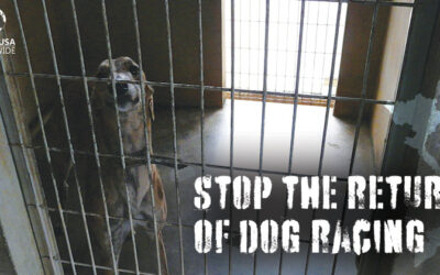 STOP THE COMEBACK OF GREYHOUND RACING IN VIETNAM