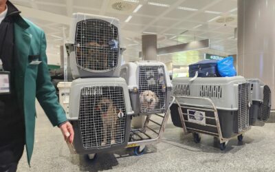 LEBANON RESCUE MISSION: THE FIRST 14 DOGS FLY TO A NEW LIFE