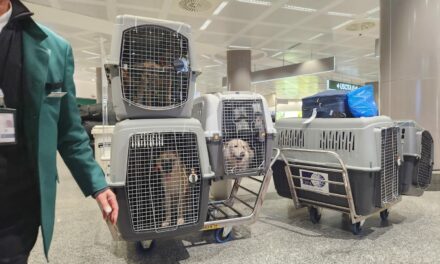 LEBANON RESCUE MISSION: THE FIRST 14 DOGS FLY TO A NEW LIFE