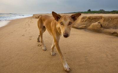 MOROCCO’S CRUEL DOG CULL AHEAD OF THE 2030 FIFA WORLD CUP