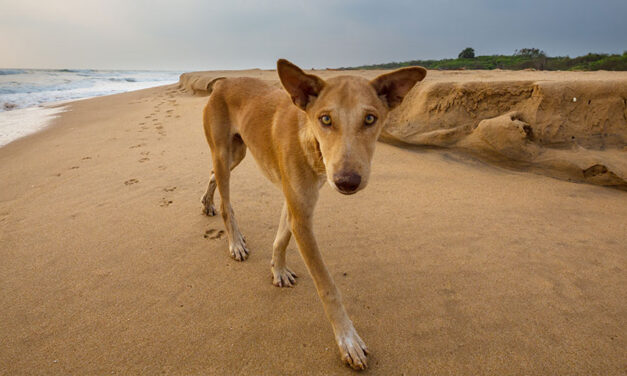 MOROCCO’S CRUEL DOG CULL AHEAD OF THE 2030 FIFA WORLD CUP