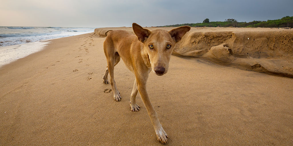 MOROCCO’S CRUEL DOG CULL AHEAD OF THE 2030 FIFA WORLD CUP