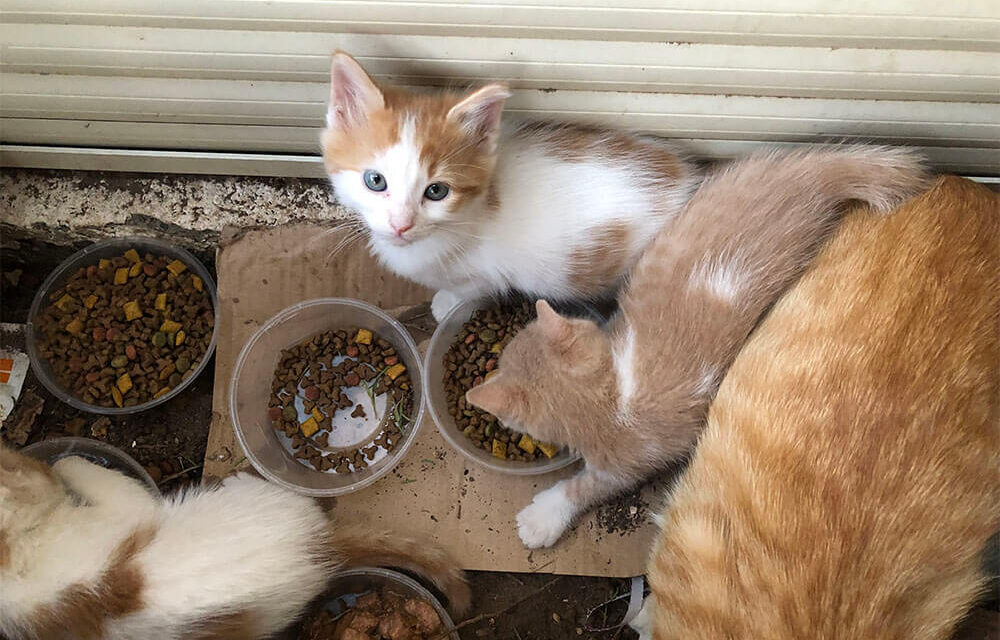 SUPPORT FOR CAT PARK IN CYPRUS