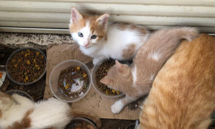 SUPPORT FOR CAT PARK IN CYPRUS