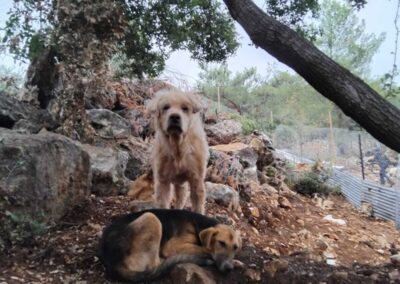 help dogs lebanon