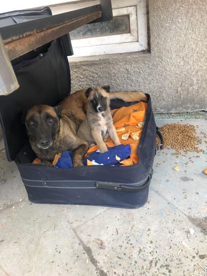 Stray dog crisis in Kosovo