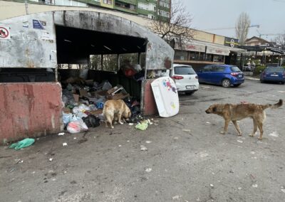 Stray dog crisis Kosovo