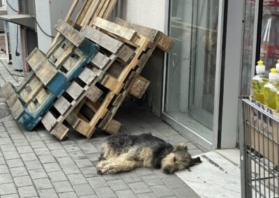 Stray dog crisis Kosovo