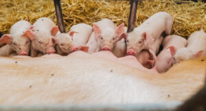  International Women's Day livestock farms