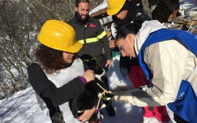 ANCORA SUL FRONTE TERREMOTO: I VOLONTARI DELL’OIPA DI ASCOLI PICENO INSIEME AI VOLONTARI LEIDAA IN AIUTO DEGLI ANIMALI COLPITI DAL GELO