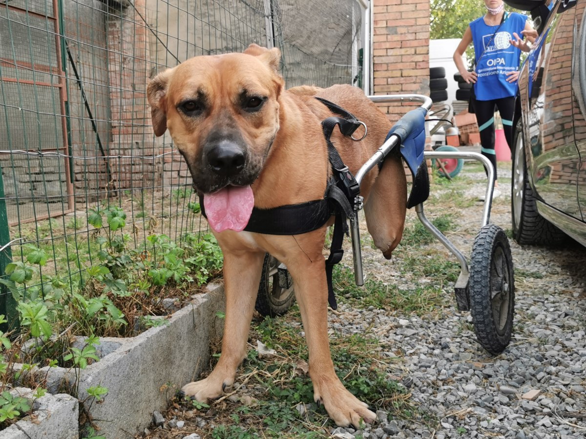 CIAO BETTY, SARAI SEMPRE NEI NOSTRI CUORI - OIPA Italia