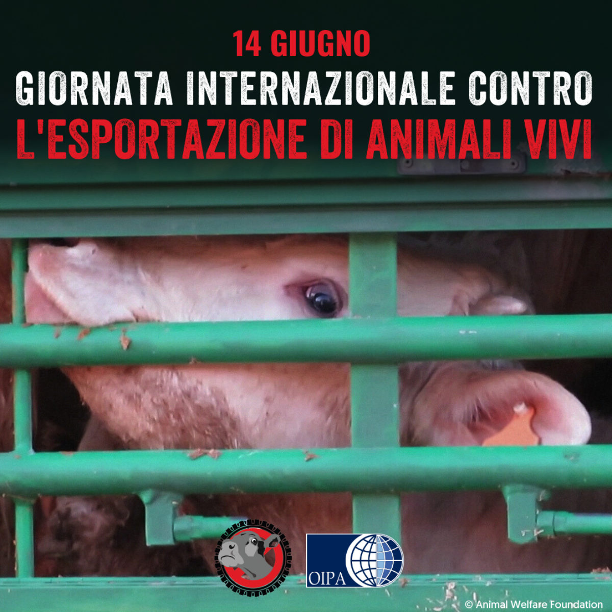 Trasporto animali vivi  Animal Equality Italia