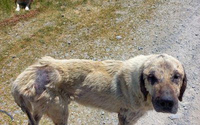 NUOVE CUCCIOLATE, CONTINUI ABBANDONI E TANTI CANI CHE NECESSITANO DI CURE VETERINARIE. SOSTENIAMO L’OIPA TURCHIA E AIUTIAMO QUESTI ANIMALI A SOPRAVVIVERE