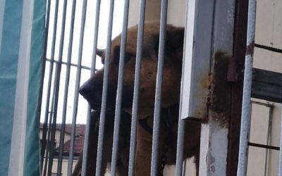 SEQUESTRATO A SETTIMO TORINESE UN CANE LEGATO A CATENA IN UN BALCONE DI UN METRO QUADRATO