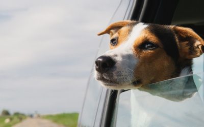 VIAGGIARE SICURI CON CANI E GATTI NEL RISPETTO DELLA LEGGE, L’OPUSCOLO OIPA DA SCARICARE