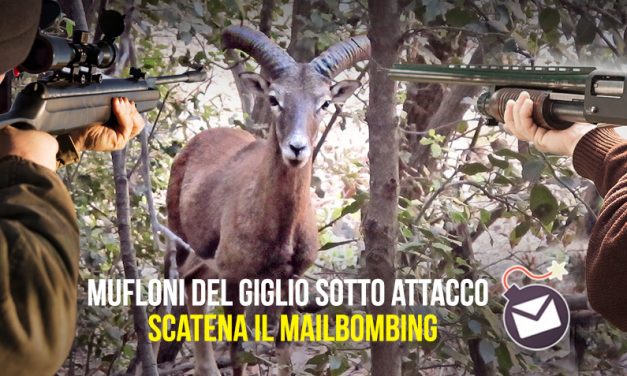 MUFLONI DELL’ISOLA DEL GIGLIO SOTTO ATTACCO. NEL MIRINO DEI CACCIATORI ANCHE FEMMINE GRAVIDE E CUCCIOLI. FERMIAMO IL MASSACRO: PARTECIPA AL MAILBOMBING