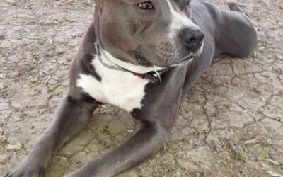 JASON, IL CANE SFRATTATO CHE TORNA SEMPRE AL CENTRO COMMERCIALE. L’OIPA CERCA UNA CASA PER LUI