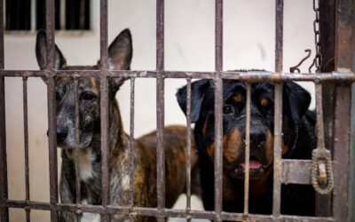 CARABINIERI NEI CANILI. OIPA: «IL BENESSERE DEGLI ANIMALI RIENTRA NELLA SALUTE PUBBLICA. QUESTE OPERAZIONI CI FANNO SENTIRE MENO SOLI»