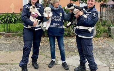 SALVATI DALLE GUARDIE ZOOFILE OIPA DI LA SPEZIA TRE CUCCIOLI RELEGATI IN ISOLAMENTO, DENUNCIATI I DETENTORI