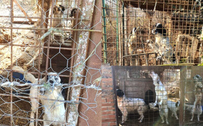 SEQUESTRATI DALLE GUARDIE ZOOFILE OIPA DI ALESSANDRIA 6 SETTER. SANZIONATO IL CACCIATORE CHE LI DETENEVA