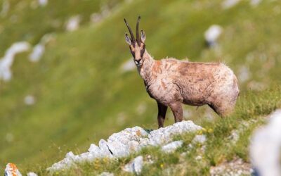 PER LA TUTELA DEL CAMOSCIO APPENNINICO NEL PARCO NAZIONALE D’ABRUZZO AL VIA IL NUMERO CHIUSO CONTROLLATO. OIPA: «ESEMPIO DA SEGUIRE IN ALTRE ZONE D’ITALIA»