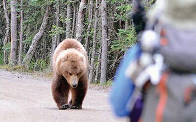 COSA FARE SE S’INCONTRA UN ORSO DURANTE UN’ESCURSIONE. I CONSIGLI DEI FORESTALI