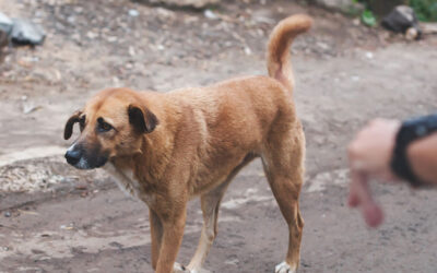 HO TROVATO UN CANE O UN GATTO COME DEVO COMPORTARMI?