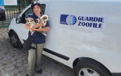 VENDITA DI CUCCIOLI ONLINE: LE GUARDIE ZOOFILE OIPA SEQUESTRANO TRE CAGNOLINI DI MENO DI UN MESE