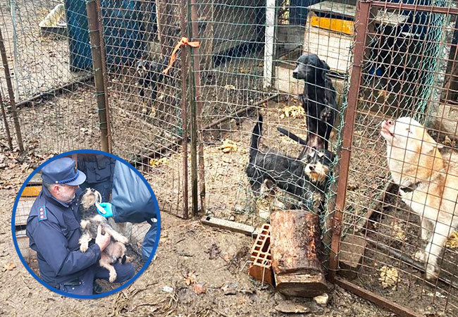 MAXISEQUESTRO DI CANI OIPA – ATS NEL MILANESE IN UNO SCENARIO DI DISAGIO E  DEGRADO - OIPA Italia