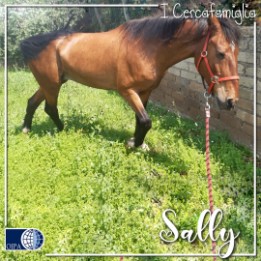 Sally (Roma)