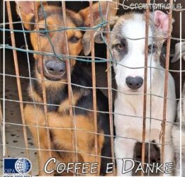 Coffee e Danke (Trapani)