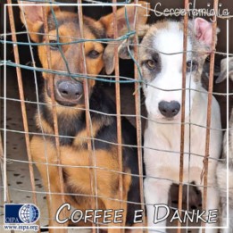 Coffee e Danke (Trapani)