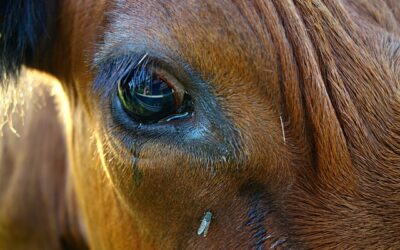 INTER, ALLA FESTA SCUDETTO UNA MUCCA IMBRATTATA. PARTE LA DENUNCIA DELL’OIPA