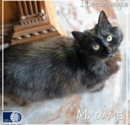 Madame (Treviso)
