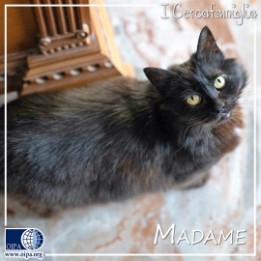 Madame (Treviso)