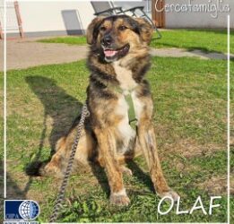 Olaf (Bolzano)