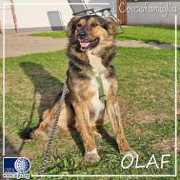 Olaf (Bolzano)