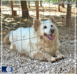Pippo (Brindisi)