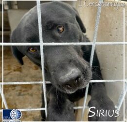 Sirius (L’Aquila)