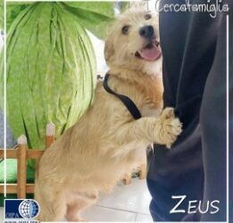 Zeus (Castellammare del Golfo)