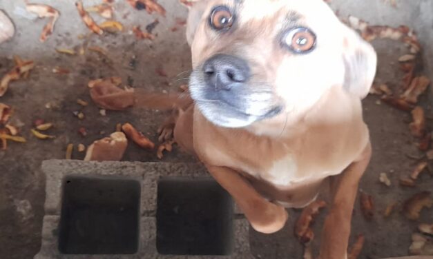 “MURATO” IN UN RUDERE, SEQUESTRATO DALL’OIPA UN CAGNOLINO NEL CAGLIARITANO